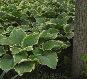 Hosta 'Sagae'