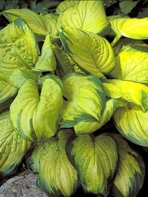 Hosta 'Stained Glass'