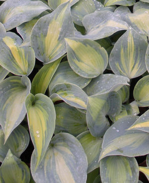 Hosta 'Touch of Class'