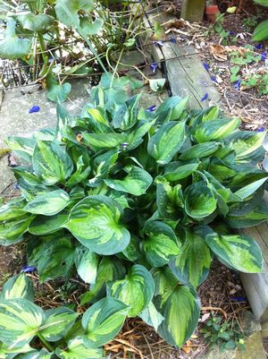 Hosta 'Whirlwind'