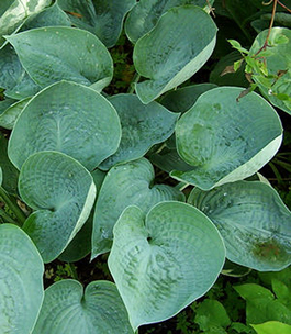 Hosta 'Abiqua Drinking Gourd' 