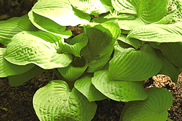 Hosta 'August Moon'