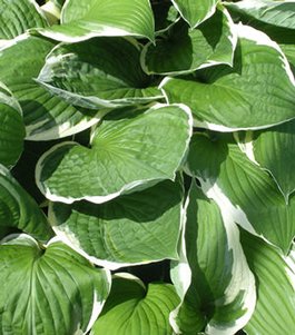 Hosta 'Francee'