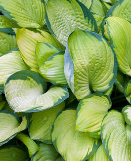 Hosta 'Gold Standard'