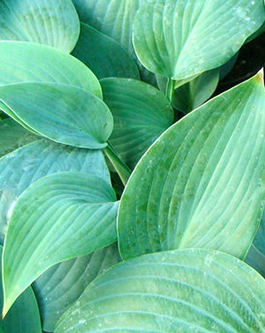 Hosta 'Hadspen Blue'