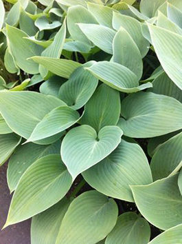 Hosta 'Halcyon'