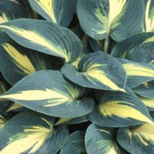 Hosta 'High Society'