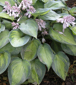 Hosta 'June'