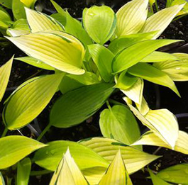 Hosta 'June Fever'