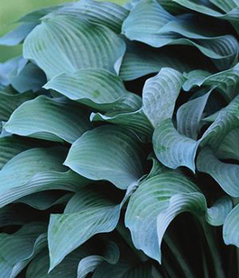 Hosta 'Krossa Regal'  