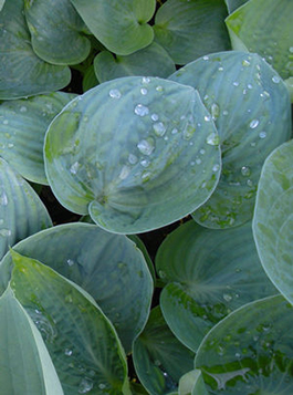 Hosta 'Love Pat'