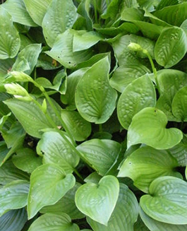 Hosta 'Royal Standard'