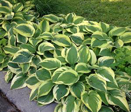 Hosta 'Wide Brim'