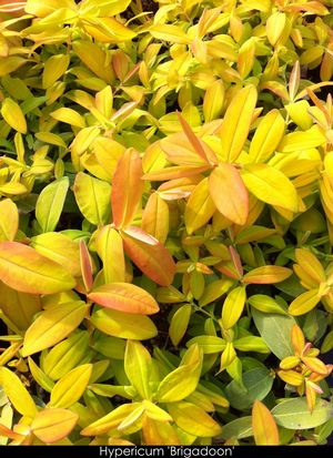 Hypericum calycinum 'Brigadoon'