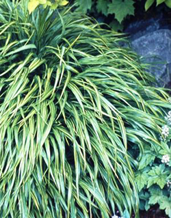 Hakonechloa macra 'Albo Striata'