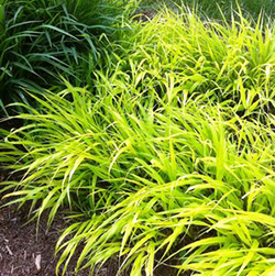 Hakonechloa macra 'All Gold' 