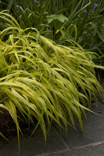 Hakonechloa macra 'Aureola'