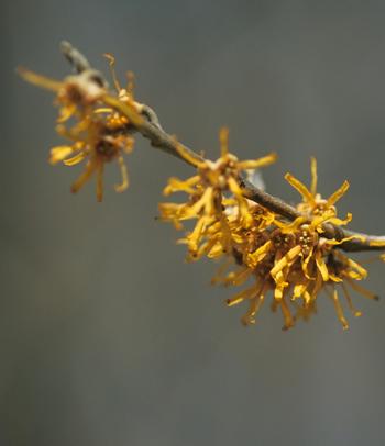 Hamamelis virginiana