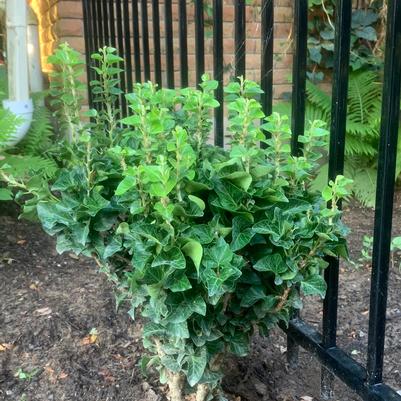 Hedera helix var. congesta 'Little Fantasy' 