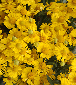 Helenium Mariachi 'Sombrero' 