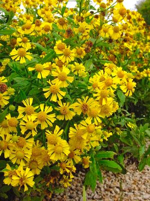 Helenium autumnale  NEW