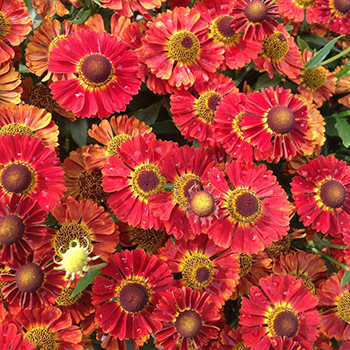 Helenium Mariachi 'Salsa Red'  