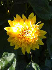 Helianthus x multiflorus 'Garden Candy'