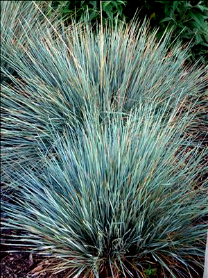 Helictotrichon sempervirens 'Sapphire Blue'