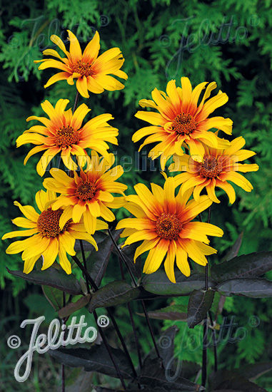 Heliopsis 'Burning Heart'