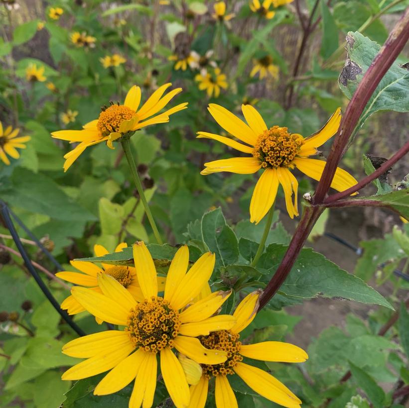 Heliopsis helianthoides   NEW