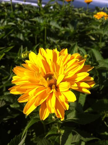 Heliopsis 'Summer Sun' 