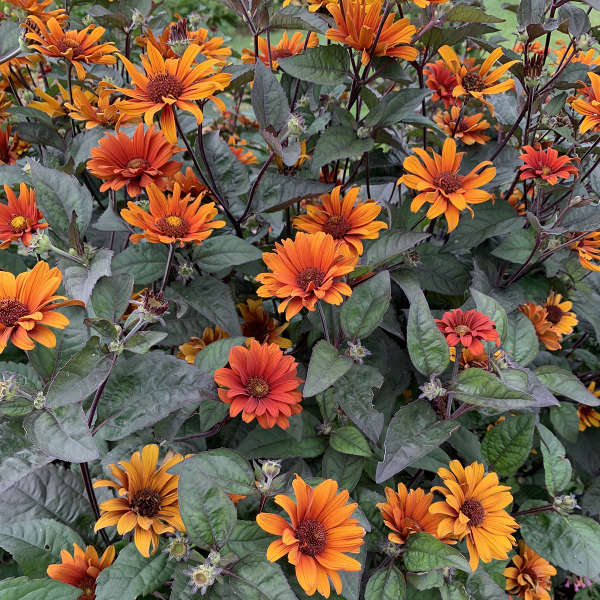 Heliopsis 'Bleeding Hearts' 