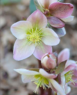 Helleborus 'Ivory Prince' 