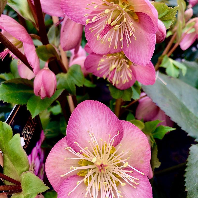 Helleborus 'Ice n'Roses Rose'  