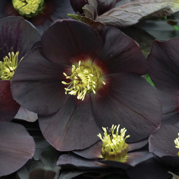 Helleborus 'New York Night'