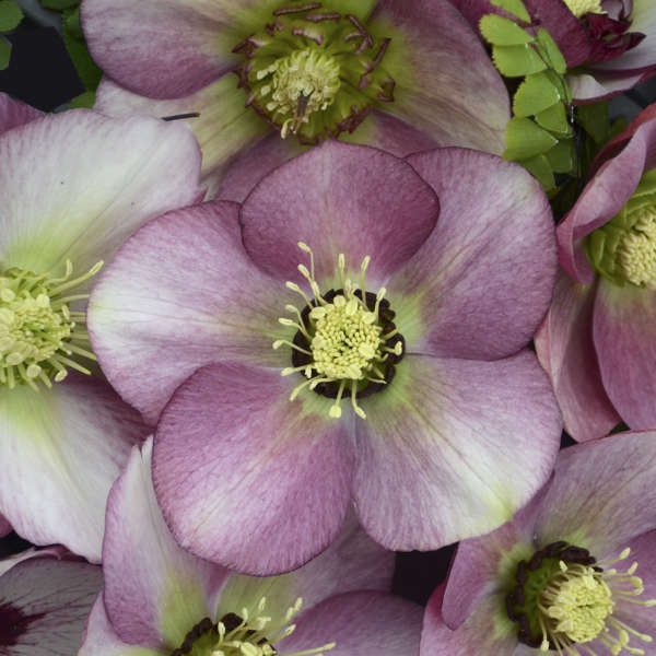 Helleborus 'Paris in Pink'