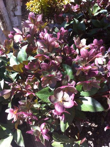 Helleborus 'Pink Frost'