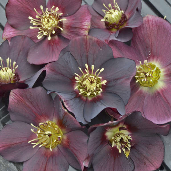 Helleborus 'Rome in Red' 