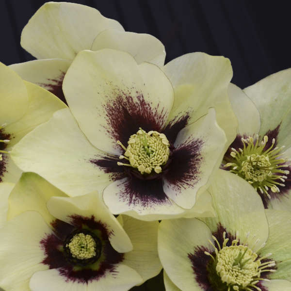 Helleborus 'Spanish Flare'