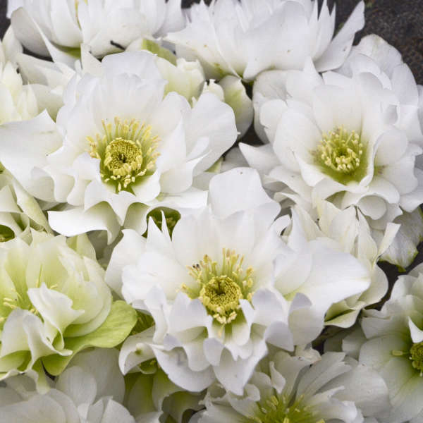 Helleborus 'Wedding Bells' 