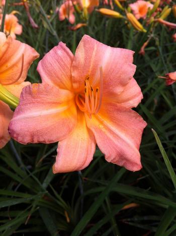 Hemerocallis 'Children's Festival'