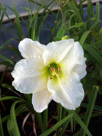 Hemerocallis 'Gentle Shepherd'