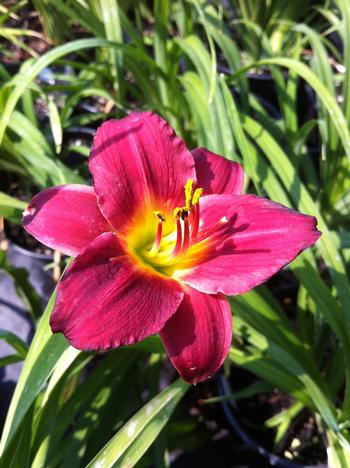 Hemerocallis 'Little Business'