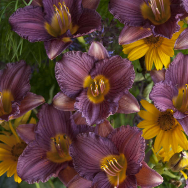 Hemerocallis 'Purple d'oro'