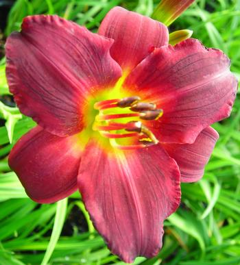 Hemerocallis 'Ruby Stella'