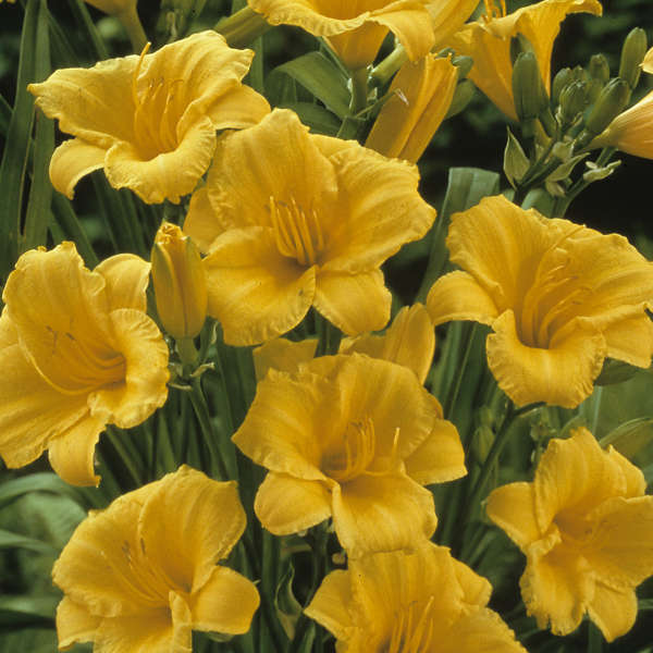 Hemerocallis 'Stella D'Oro'