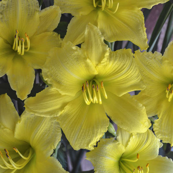 Hemerocallis 'Big Happy Time'  