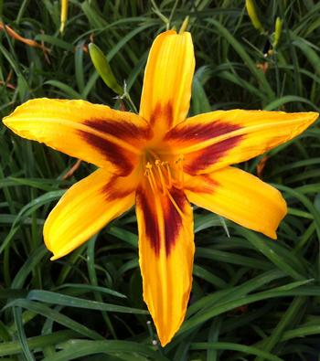 Hemerocallis 'Bonanza'  