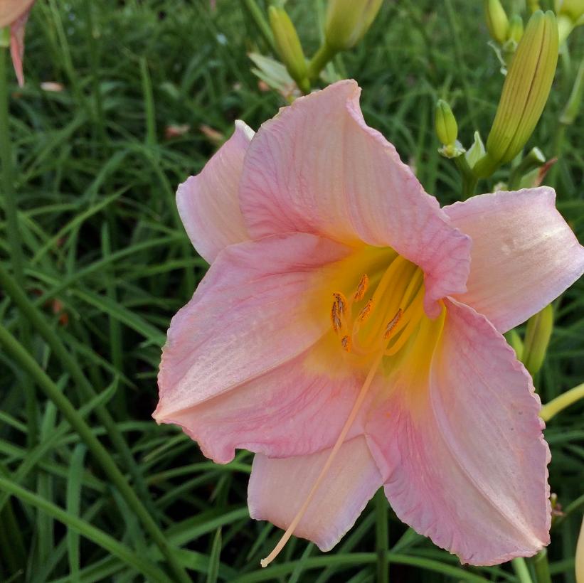 Hemerocallis 'Catherine Woodbury'  NEW