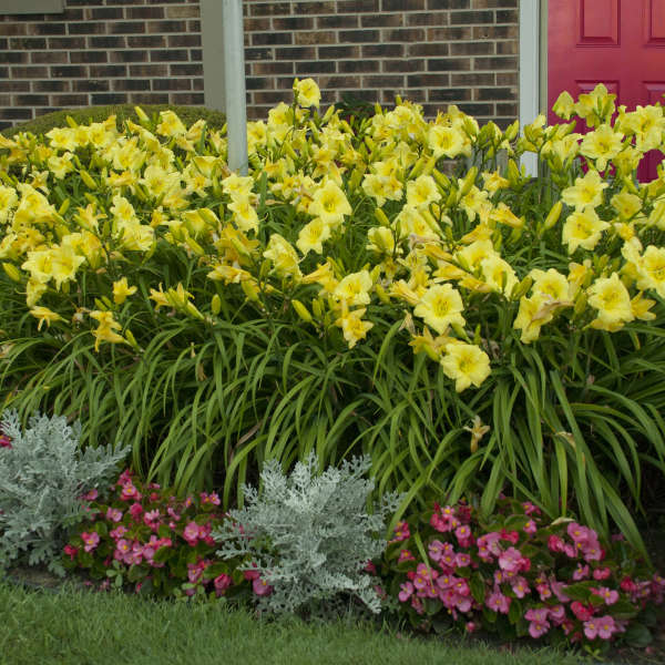 Hemerocallis 'Going Bananas'  